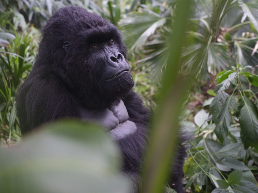 Gorilla – Vincent Van Dyke Effects